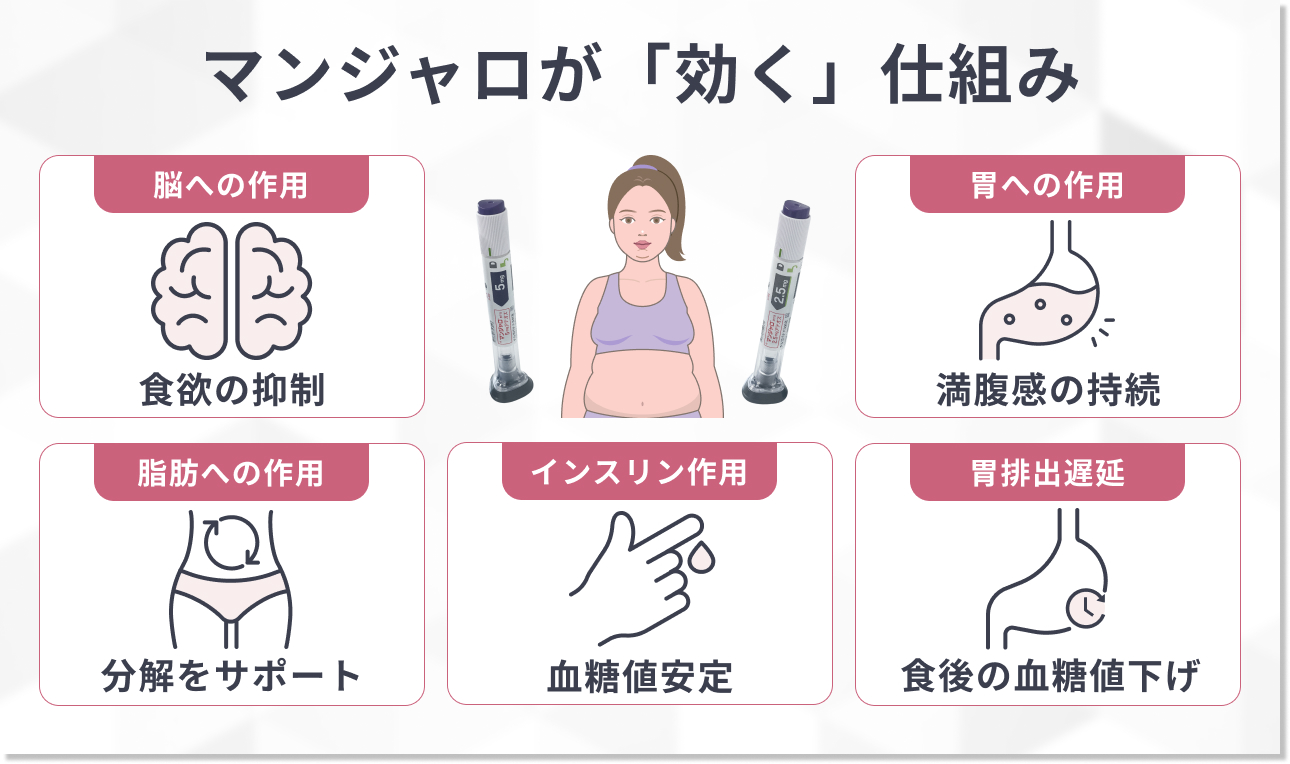 マンジャロとは？ なぜダイエット効果が期待できるの？