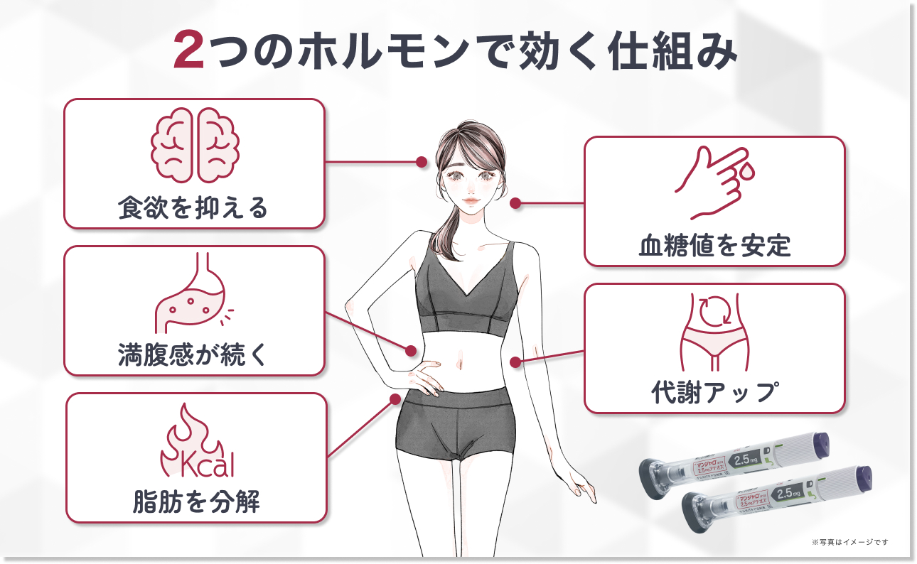 GLP-1とGIPのダブル作用による減量メカニズム